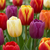 Tulipe triomphe en mélange - 60 bulbes - calibre 11/12