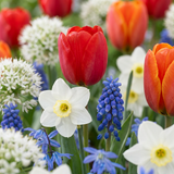 Mélange de bulbes à fleurs de Hollande - 500 bulbes