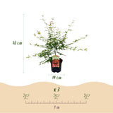 Érable du Japon Pink Dwarf - Acer palmatum - H 70 cm, pot Ø19 cm