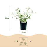 Buddleias en mélange de coloris - H 45 cm, pot Ø17 cm