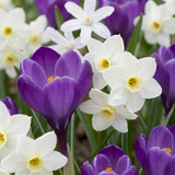 Bulbes pour jardin d'ombre, grande quantité - 400 bulbes