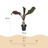 Bananier d'Abyssinie rouge Maurelii - Ensete ventricosum - 6 plants - H 30 cm, pot Ø12 cm