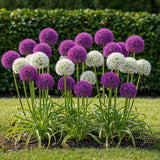 Ail d'ornement en mélange violet et blanc - calibre 10/12