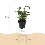 Camélia du Japon Tricolor - Camellia japonica - 3 plants - H 30 cm, pot Ø15 cm