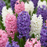 Jacinthe pastel en mélange - 80 bulbes