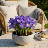 Crocus bleu - calibre 7/8
