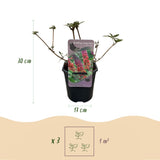 Arbre aux papillons Flower Power - Buddleja davidii - H 30 cm, pot Ø17 cm