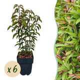 Laurier du Portugal Angustifolia pour haie - 6 plants pour 1 m - H 50 cm, pot Ø17 cm