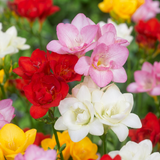 Freesia double parfumé en mélange - 320 bulbes