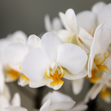 Orchidées surprise en mélange - 2 Phalaenopsis différentes - H 35 cm, pot Ø9 cm