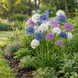 Ail d'ornement en mélange Buzzing Beauties - calibre 6/7