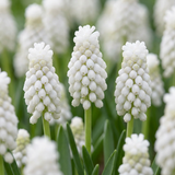 Muscari blanc White Magic