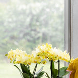 Orchidée Phalaenopsis jaune Blossom Albenga avec cache-pot Bold cognac - H 40 cm, pot Ø9 cm