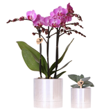 Set orchidée Vienna violette et succulente - cache-pots Disco - H 35 cm, pot Ø9 cm
