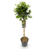 Fusain Harlequin sur tige - Euonymus fortunei - H 90 cm, pot Ø19 cm