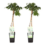 Glycine du Japon Longissima Alba - Glycine blanche - 2 plants - H 65 cm, pot Ø15 cm