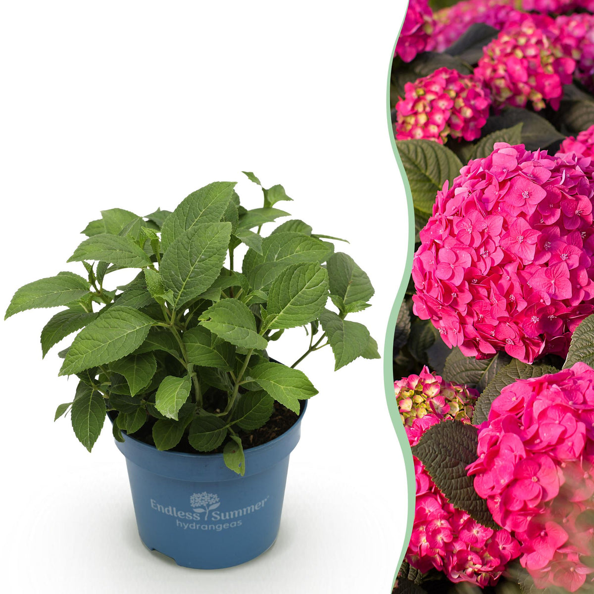 Hortensia Endless Summer Summer Love Red - Hydrangea macrophylla - H 20-25 cm, pot Ø14 cm