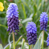 Muscari à larges feuilles - 400 bulbes
