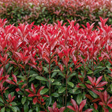 Photinia Carré Rouge - H 55 cm, pot Ø17 cm