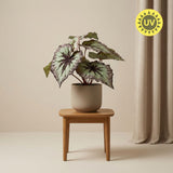 Begonia plante artificielle