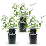 Buddleia Black Knight - H 45 cm, pot Ø17 cm