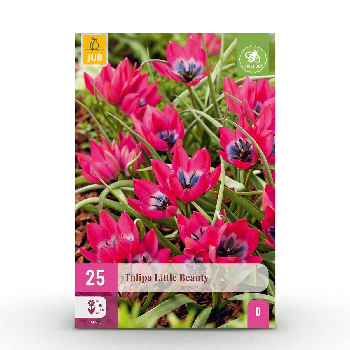 Tulipe botanique Little Beauty - calibre 6/+