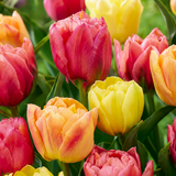 Tulipe en mélange Symbiosa