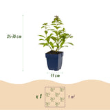 Kit de vivaces parfumées - 8 plants pour 1 m² - H 25 cm, pot Ø11 cm
