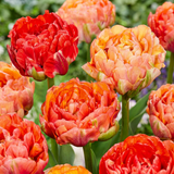 Tulipe double Gudoshnik Double