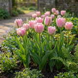 Tulipe double rose