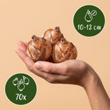 Mélange de bulbes pour jardin ensoleillé