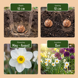 Mélange de bulbes pour jardin sec - calibre 10/12
