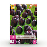 Tulipe triomphe violet foncé - calibre 11/12