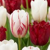 Tulipe triomphe Dutch Design - 60 bulbes