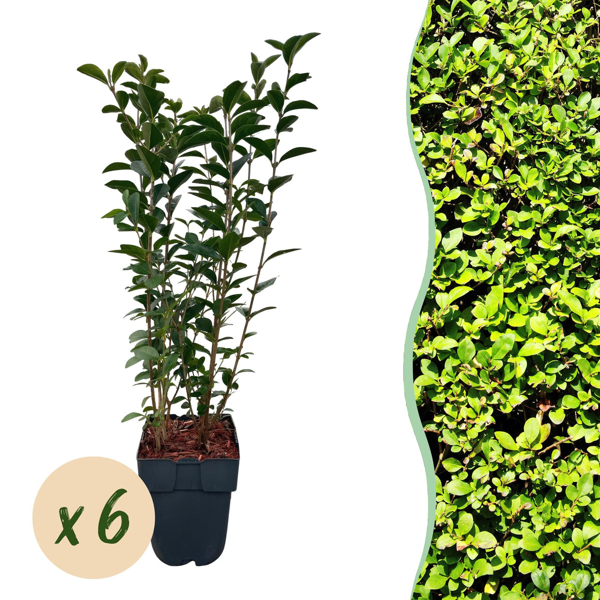 Troène de Californie - H 55 cm, pot Ø17 cm
