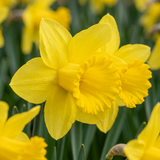 Narcisse Carlton - 60 bulbes