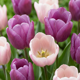 Tulipe Macron en mélange - 48 bulbes