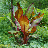 Bananier d'Abyssinie rouge Maurelii - Ensete ventricosum - 4 plants - H 30 cm, pot Ø12 cm