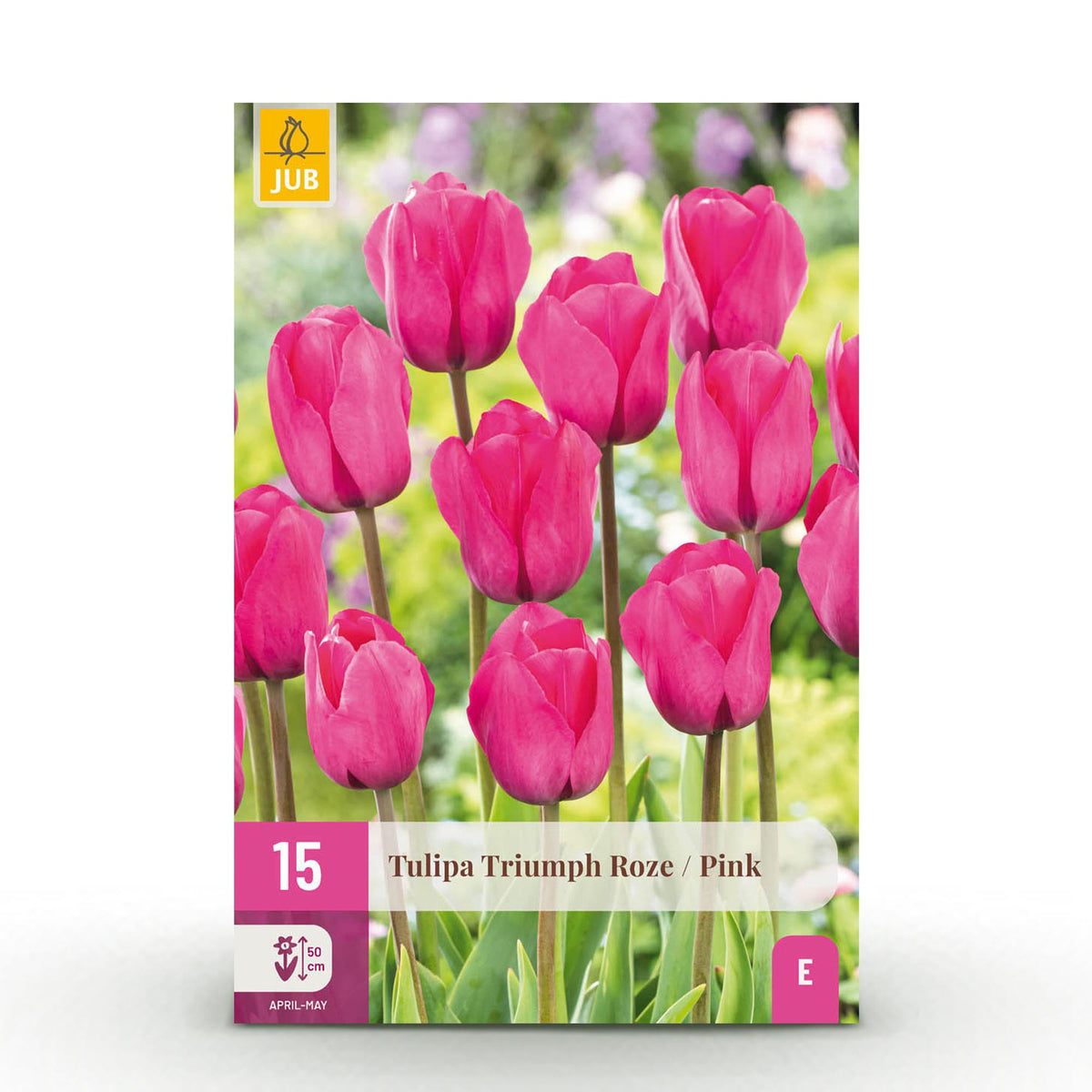 Tulipe triomphe rose - calibre 11/12