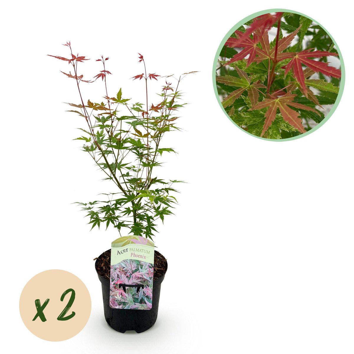 Érables du Japon Phoenix - 2 plants - H 70 cm, pot Ø19 cm