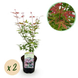 Érables du Japon Phoenix - 2 plants - H 70 cm, pot Ø19 cm