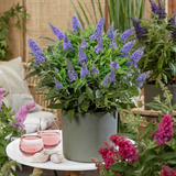 Buddleia Butterfly Candy Little Lila - H 20-25 cm, pot Ø12 cm