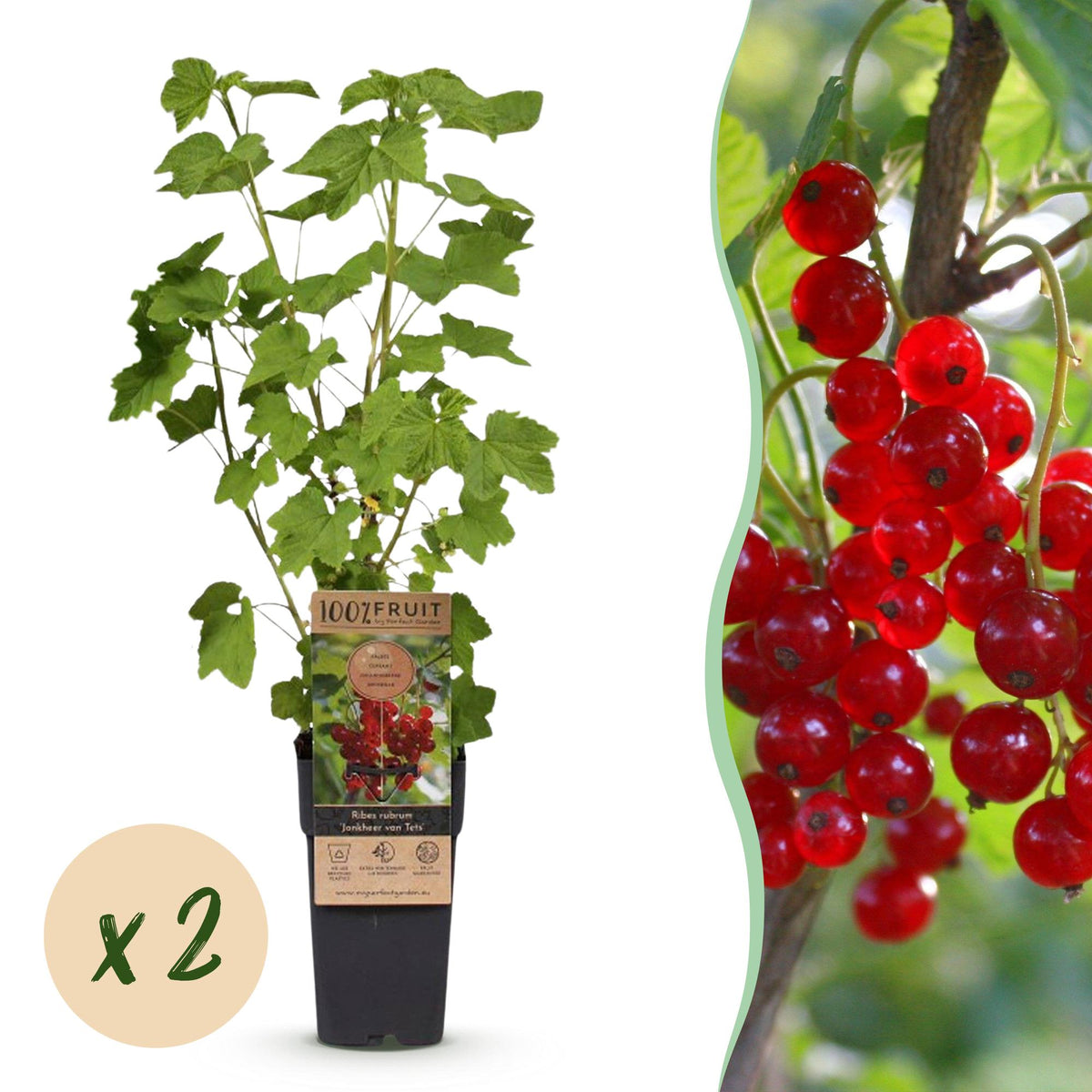 Groseillier rouge Jonkheer van Tets - Ribes rubrum - 2 plants - H 50 cm, pot Ø15 cm