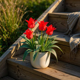 Tulipe de Greig rouge - calibre 11/12