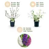 Buddleias en mélange de coloris - H 45 cm, pot Ø17 cm