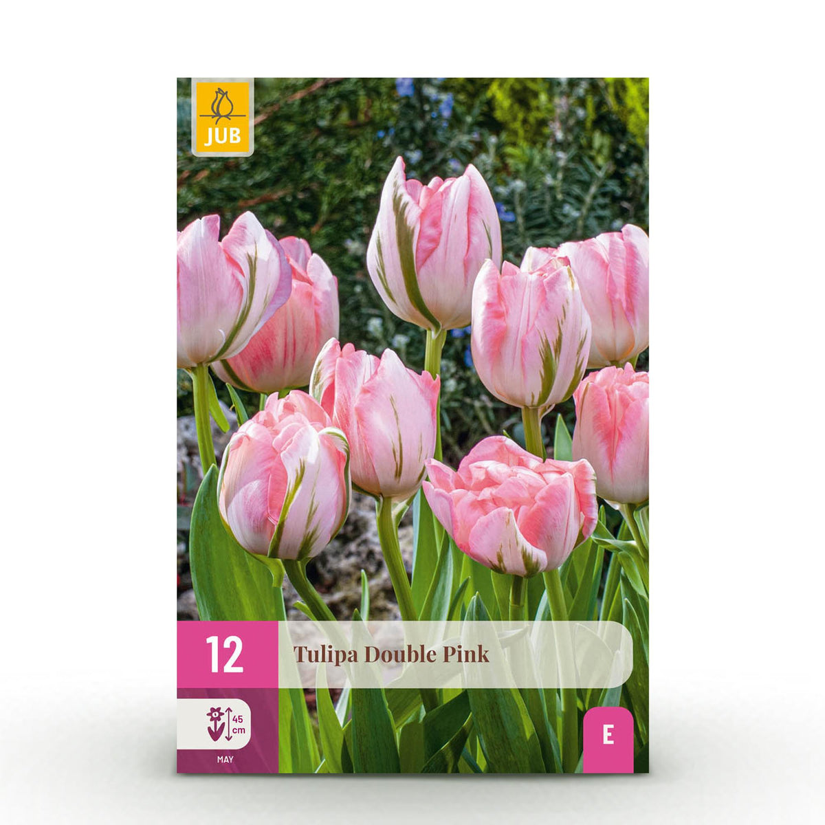 Tulipe double rose - calibre 11/12