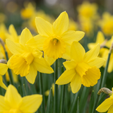 Narcisse February Gold - 60 bulbes