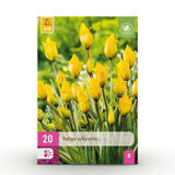 Tulipe des bois - calibre 5/6
