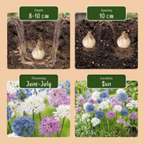 Ail d'ornement en mélange Buzzing Beauties - calibre 6/7