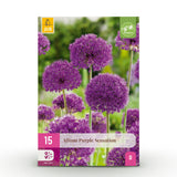 Ail d'ornement Purple Sensation - calibre 10/12